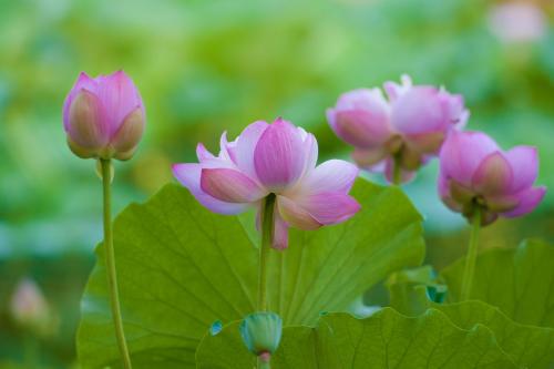 基本的西班牙語(yǔ)口語(yǔ)會(huì)話(huà)